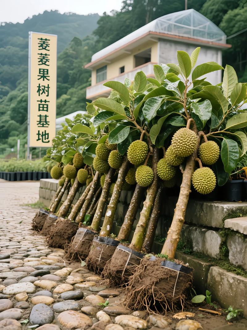 水果种植